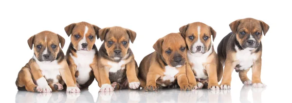 Filhotes de cachorro terrier touro staffordshire — Fotografia de Stock