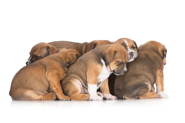 Staffordshire bull terrier puppies — Stock Photo, Image