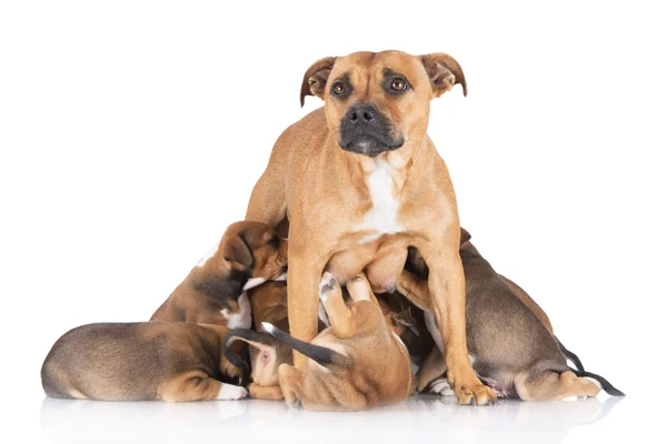 Staffordshire-bulterriër hond voeding pups — Stockfoto