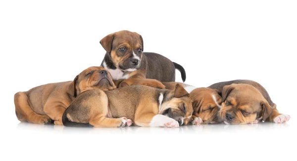 Staffordshire bull terrier pups — Stockfoto