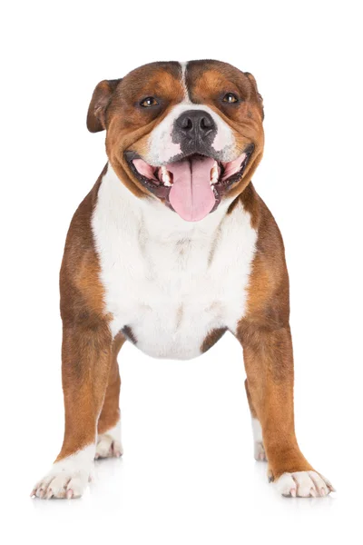 Staffordshire boğa korkunç köpek — Stok fotoğraf