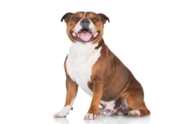 Staffordshire toro terrier cane — Foto Stock