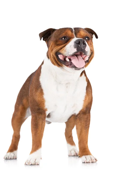 Staffordshire toro terrier cane — Foto Stock