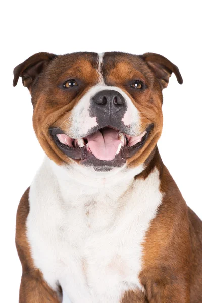 Staffordshire boğa korkunç köpek — Stok fotoğraf