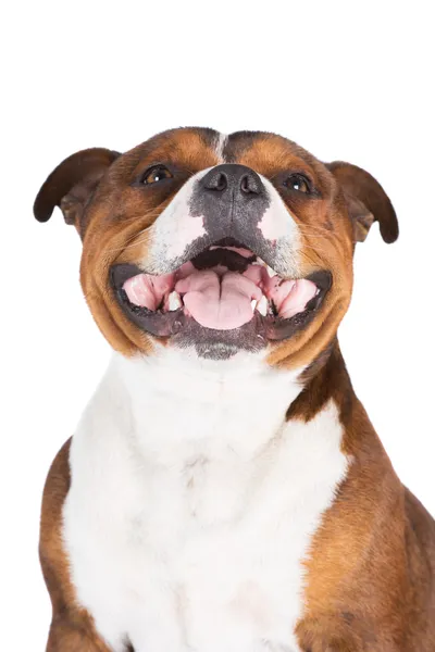 Staffordshire-bulterriër hond — Stockfoto