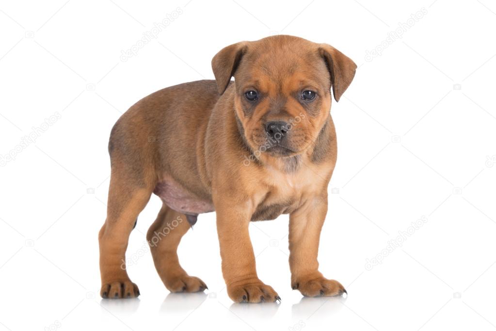Red staffordshire bull terrier puppy