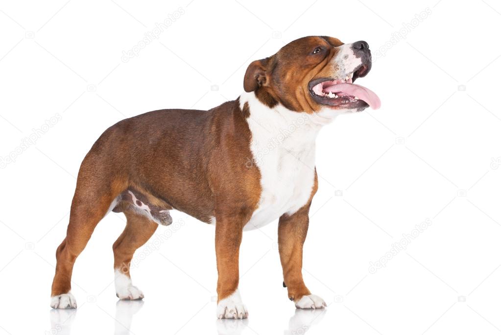 Staffordshire bull terrier dog