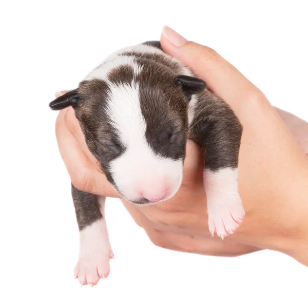 Pasgeboren pup — Stockfoto