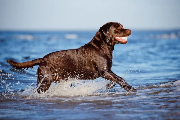 Labrador cane da recupero sulla spiaggia — Foto Stock