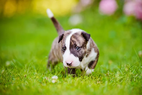 İngiliz bull terrier yavrusu — Stok fotoğraf