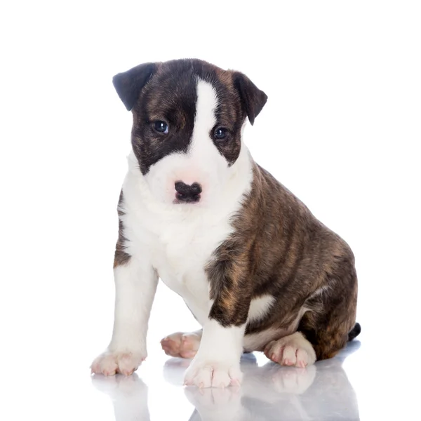 İngiliz bull terrier yavrusu — Stok fotoğraf