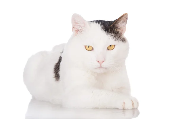 White serious cat — Stock Photo, Image