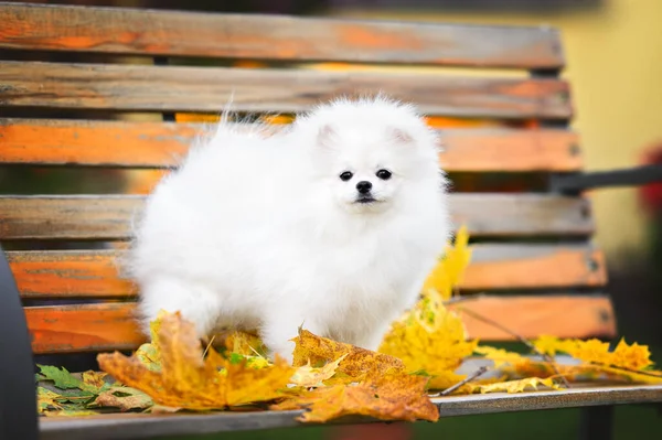 Biały Pomeranian Spitz Szczeniak Pozowanie Ławce Jesienią — Zdjęcie stockowe