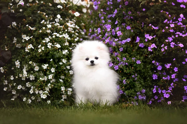 Schattig Pomeranian Spitz Puppy Zitten Buiten Bloeiende Bloemen — Stockfoto