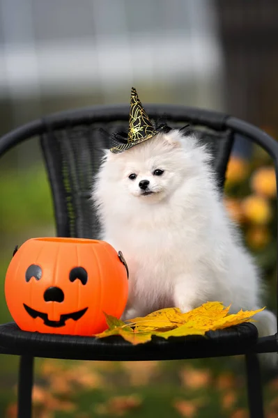 Biały Pomeranian Spitz Pies Pozowanie Halloween Zabawny Kapelusz Kosz Dyni — Zdjęcie stockowe