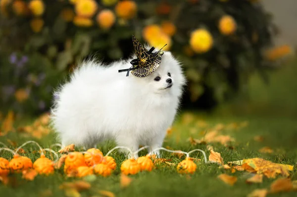 Biały Pomeranian Spitz Zabawny Halloween Kapelusz Pozowanie Zewnątrz — Zdjęcie stockowe