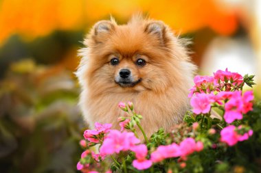 Kırmızı Pomeranya köpek portresi. Açık havada pembe çiçekler.
