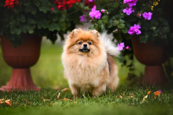 Pomeranian Spitz Pies Stojący Trawie Zewnątrz — Zdjęcie stockowe
