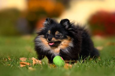 Mutlu Pomeranya köpekleri çimlerin üzerinde bir oyuncakla uzanır