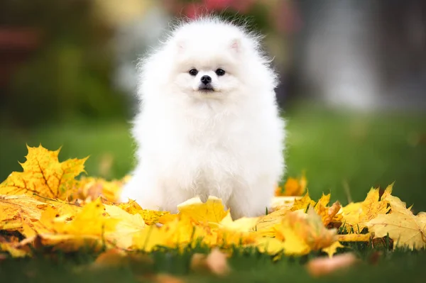 Chien Spitz Poméranien Blanc Assis Dans Les Feuilles Tombées Extérieur — Photo