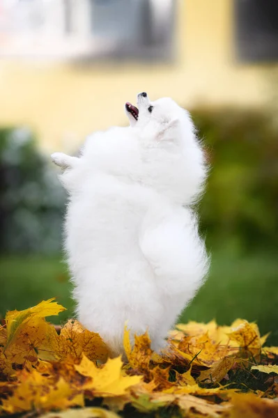 Szczęśliwy Biały Pomeranian Spitz Pies Żebranie Zewnątrz Jesienią — Zdjęcie stockowe