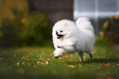 Mutlu beyaz tükürük çimenlerde koşuyor