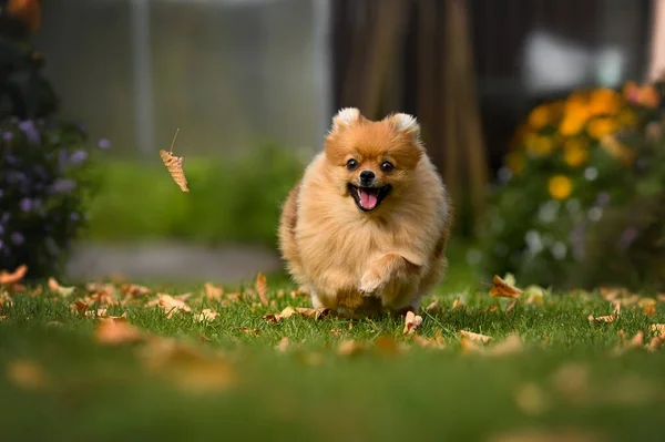 Glad Pommerska Spitz Hund Jagar Ett Fallande Löv Utomhus — Stockfoto