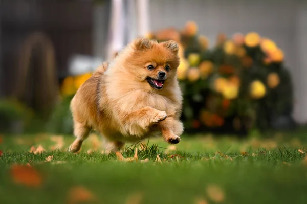 Szczęśliwy Pomeranian Spitz Pies Skacze Zewnątrz — Zdjęcie stockowe