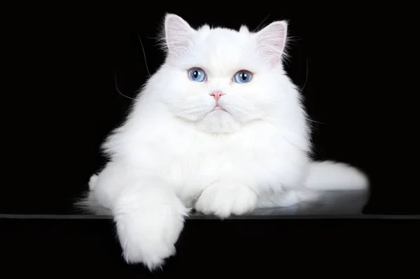 蓝眼睛的白色长毛猫躺在黑色的背景上 — 图库照片