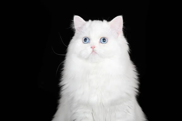 Primer Plano Retrato Gato Blanco Esponjoso Con Ojos Azules Sobre — Foto de Stock