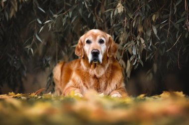 Yaşlı Golden Retriever köpeği sonbaharda parkta yatıyor.