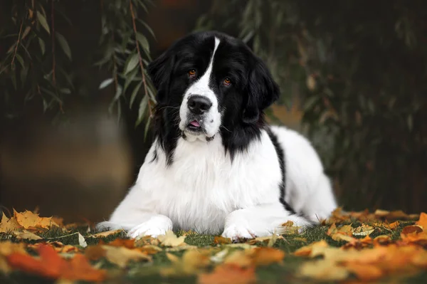 Schöner Landseerhund Der Sich Herbst Den Park Legt — Stockfoto