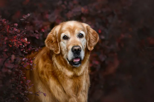 Szczęśliwy Stary Golden Retriever Pies Portret Zewnątrz Jesienią — Zdjęcie stockowe