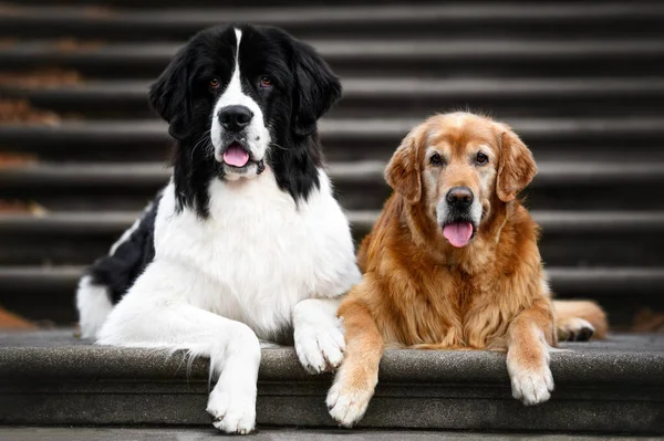 Dois Cães Deitados Juntos Jovem Landseer Golden Retriever Sênior — Fotografia de Stock