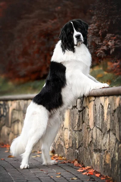 Vacker Hyresvärd Hund Poserar Parken Hösten — Stockfoto