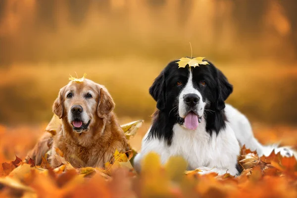 Dois Cães Felizes Com Folhas Cabeça Deitadas Livre Outono — Fotografia de Stock