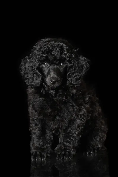 Poodle Puppy Sitting Black Background — Stock Photo, Image