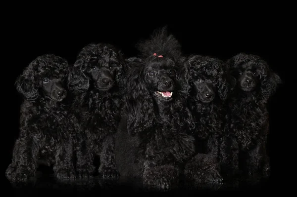 Chien Caniche Ses Chiots Posant Ensemble Sur Fond Noir — Photo