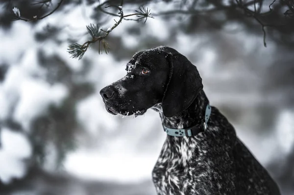 Собака Породы Грейстер Закрывает Портрет Улице Зимой — стоковое фото