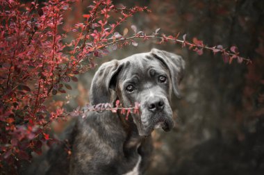 Genç köpek yavrusu Corso 'nun açık havada portresi