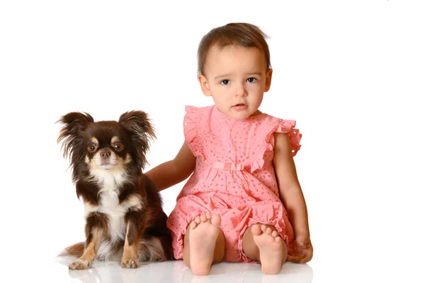 Jeune Enfant Chihuahua Chien Posant Ensemble Sur Fond Blanc Isolé — Photo