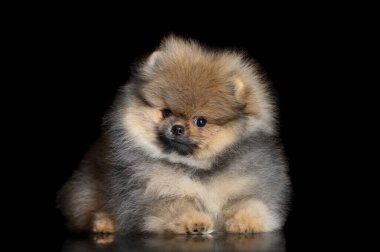 Pomeranian tükürük köpek yavrusu siyah arka planda yatıyor