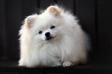Pomeranian tükürük köpeği uzanmış, portreyi yakın plan