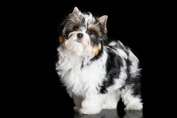 Cute Fluffy Biewer Yorkshire Terrier Puppy Posing Black Studio Background — Stock Photo, Image