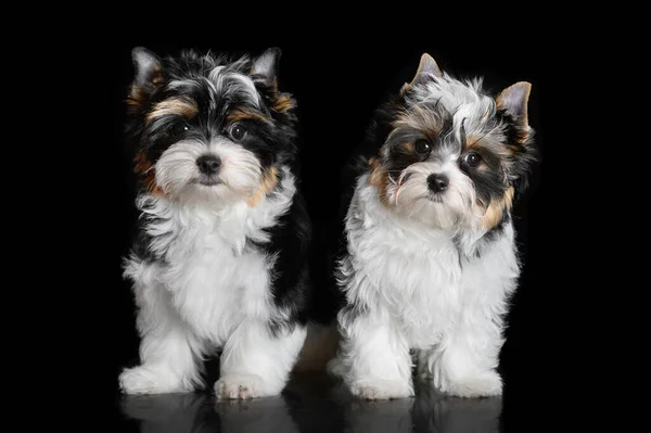 Dwa Biewer Yorkshire Terrier Szczenięta Siedzi Razem Czarnym Tle Portret — Zdjęcie stockowe