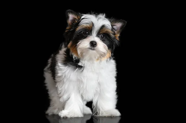 Biewer Terrer Cucciolo Posa Sfondo Nero Close Studio Ritratto — Foto Stock