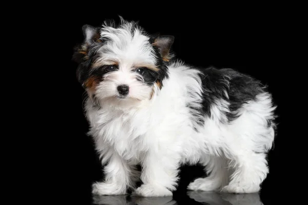 Bonito Biewer Yorkshire Terrier Cachorro Posando Fundo Preto — Fotografia de Stock