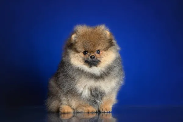 Cachorro Spitz Pomeranian Sentado Sobre Fondo Azul —  Fotos de Stock