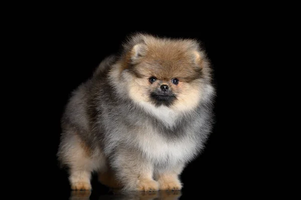 Bonito Pomeranian Spitz Filhote Cachorro Fundo Preto — Fotografia de Stock