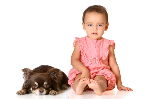 Liten Flicka Poserar Med Sin Vän Chihuahua Hund Vit Bakgrund — Stockfoto